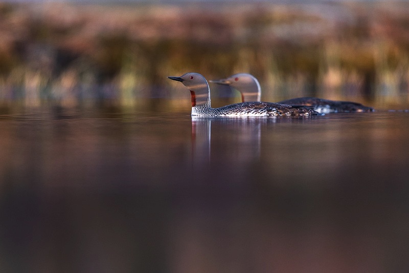 birds Lofoten